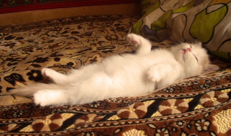 White Kitten Sleeping — Peaceful, Photograph, Carpet