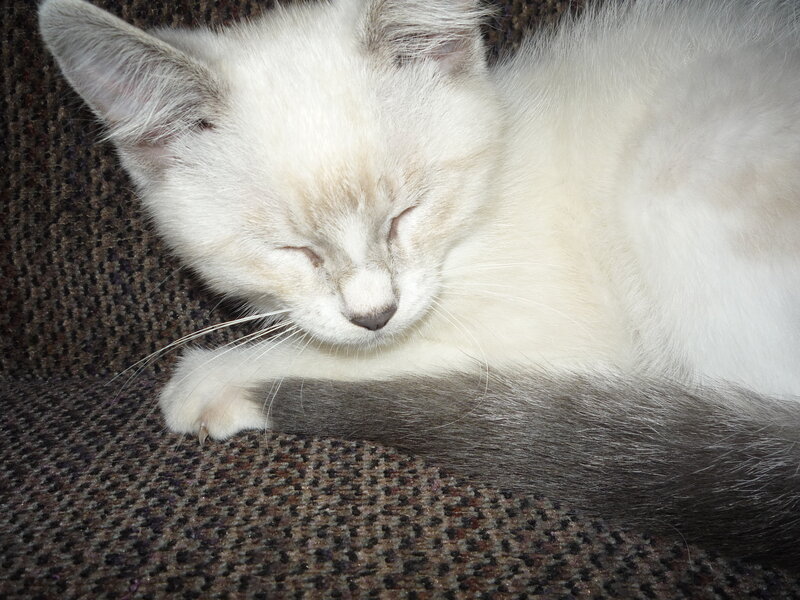 White Kitten Sleeping — Peaceful, Photograph, Cat, Couch