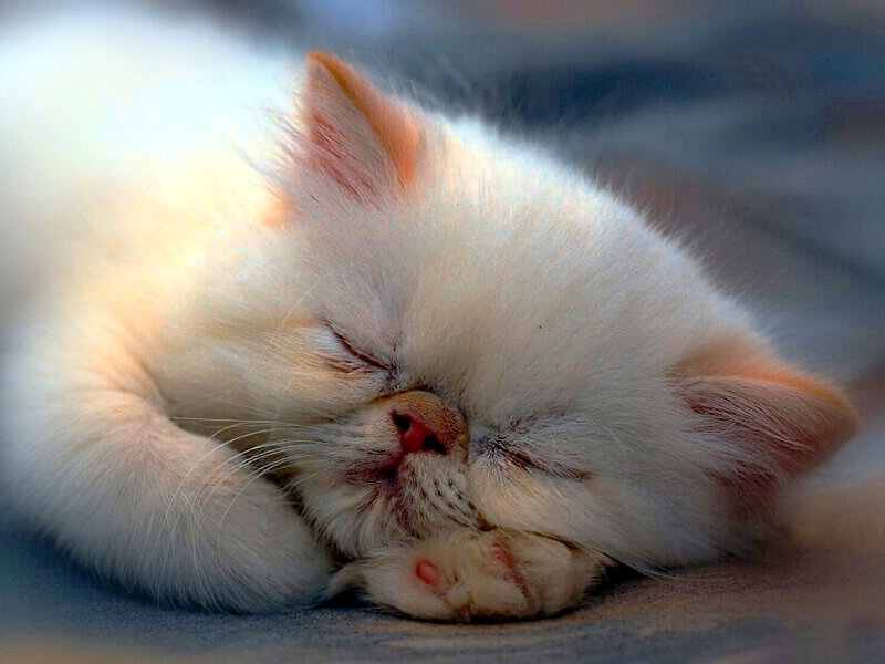 White Kitten Sleeping — Peaceful, Photograph, Cat, Paw