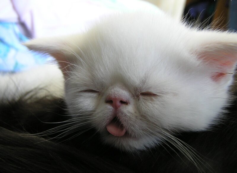 White Kitten Sleeping — Peaceful, Photograph, Cat