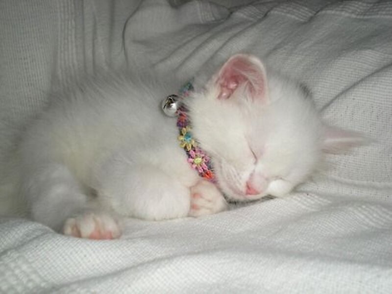 White Kitten Sleeping — Peaceful, Photograph, Collar
