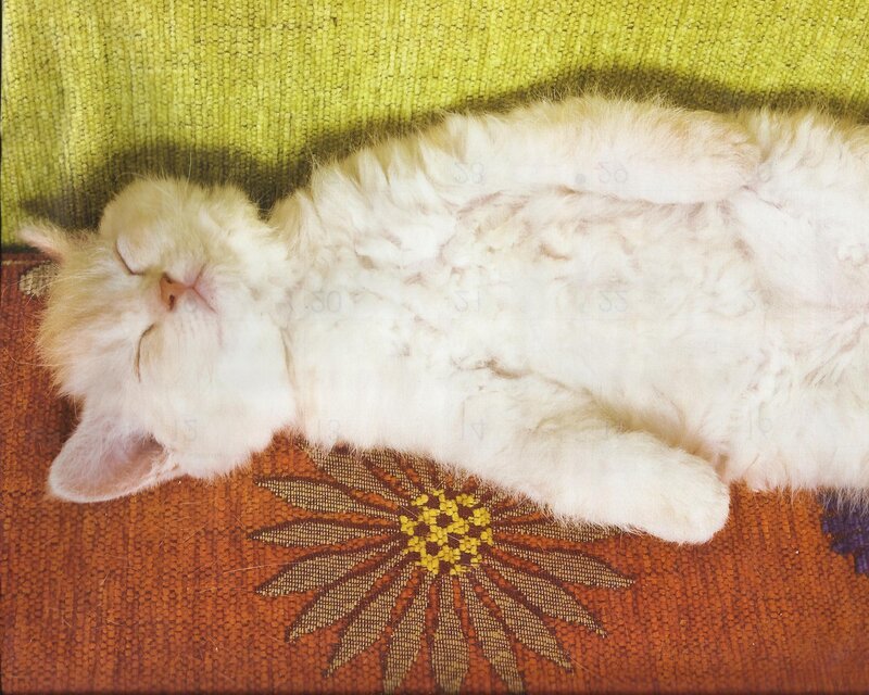 White Kitten Sleeping — Peaceful, Photograph, Green Fabric