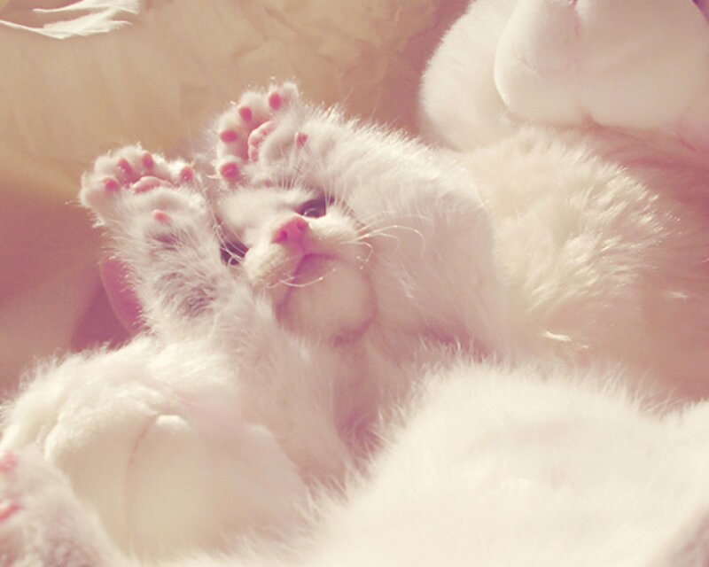 White Kitten Sleeping — Peaceful, Photograph, Paws