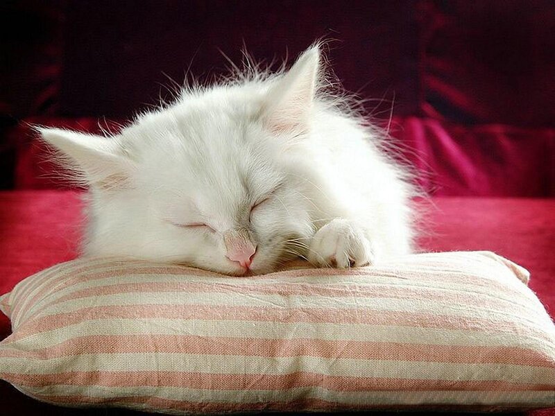 White Kitten Sleeping — Peaceful, Photograph, Pillow