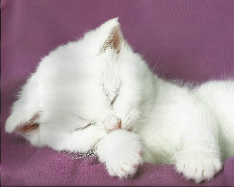 White Kitten Sleeping — Peaceful, Photograph, Purple Fabric