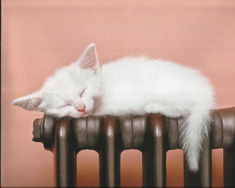 White Kitten Sleeping — Peaceful, Photograph, Radiator