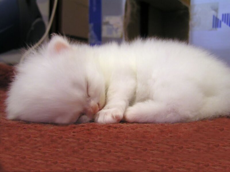 White Kitten Sleeping — Peaceful, Photograph, Red Surface