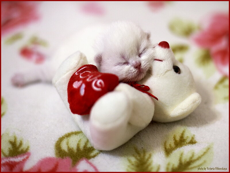 White Kitten Sleeping — Peaceful, Photograph, Stuffed Bear