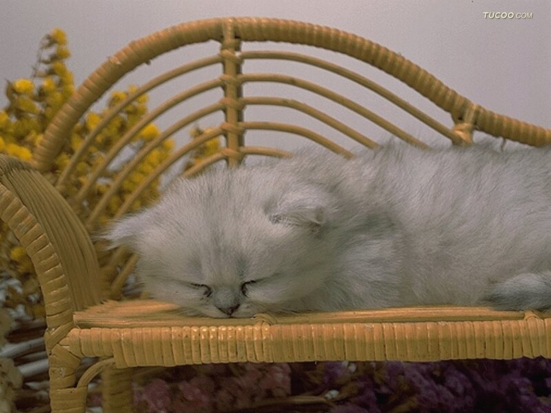 White Kitten Sleeping — Peaceful, Photograph