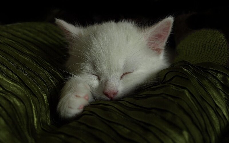 White Kitten Sleeping — Peaceful