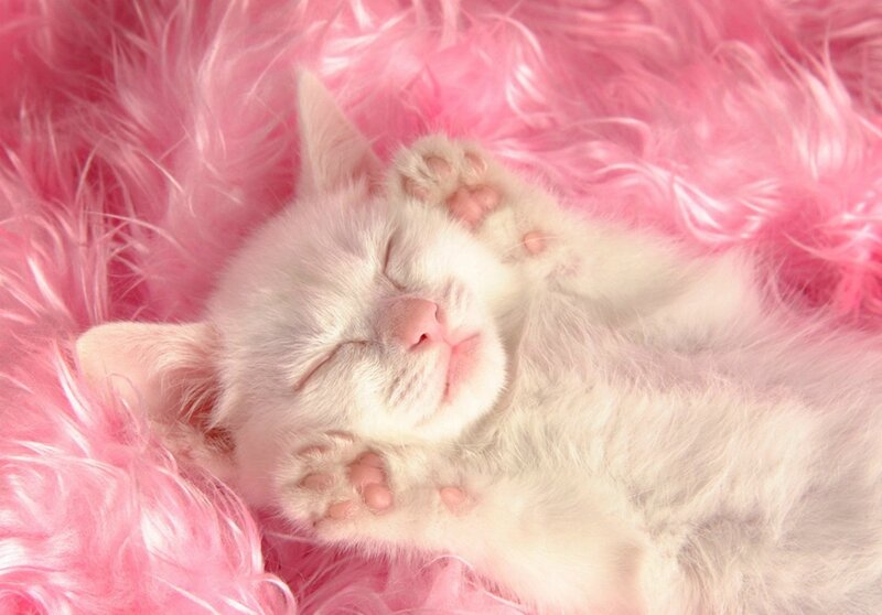 White Kitten Sleeping — Pink, Peaceful, Photograph