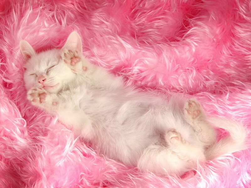 White Kitten Sleeping — Pink, Peaceful