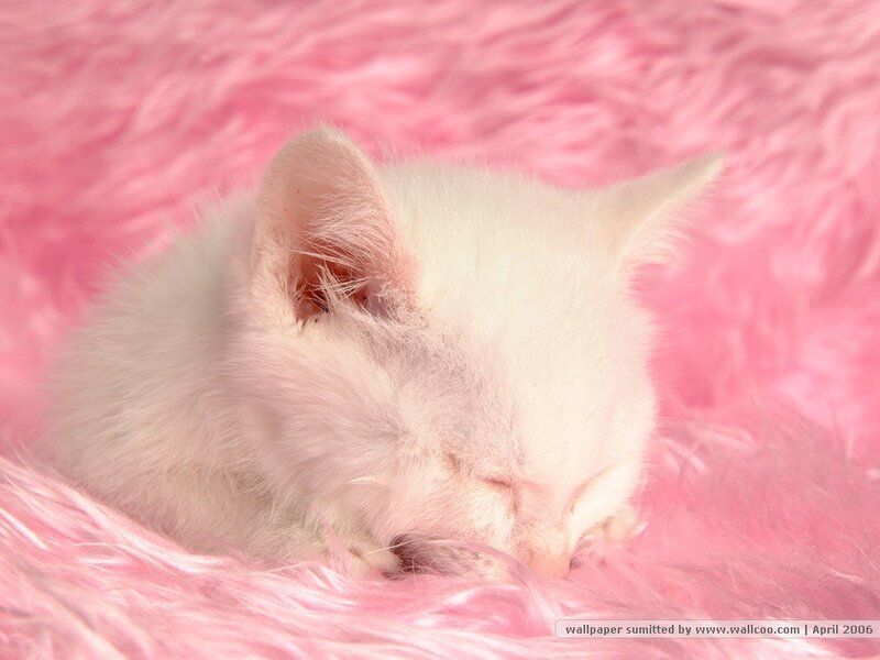 White Kitten Sleeping — Pink