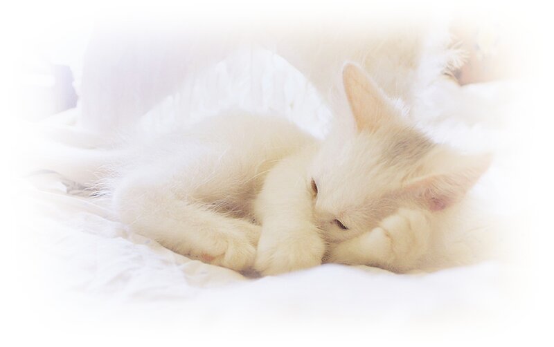 White Kitten Sleeping — Serene, Photograph