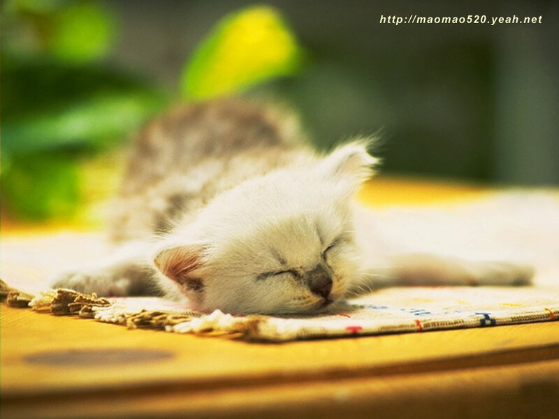 White Kitten Sleeping — Serene