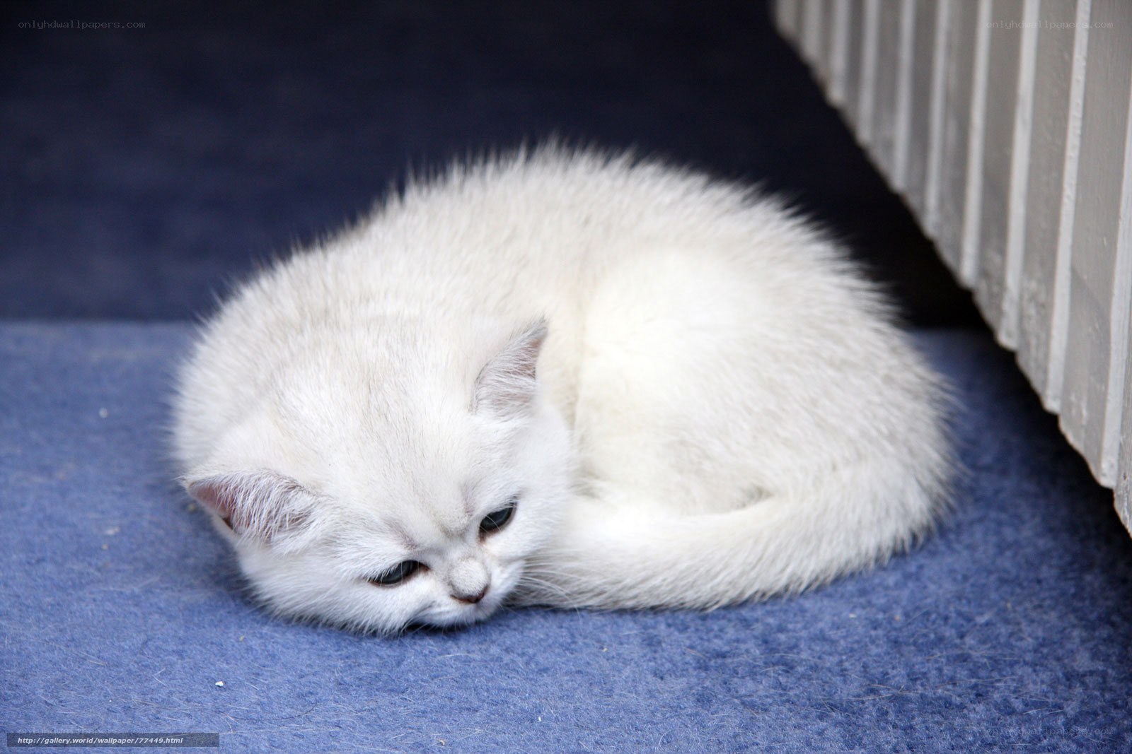 white kitten sleeping