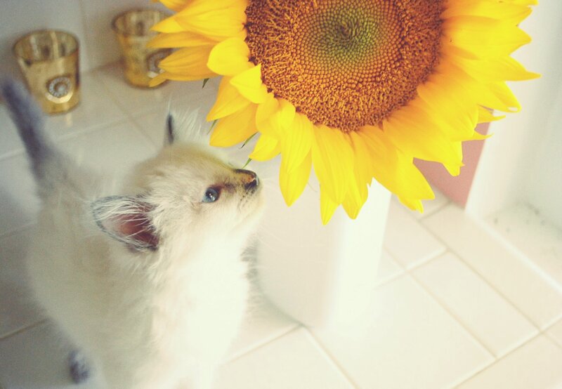White Kitten Smelling Sunflower