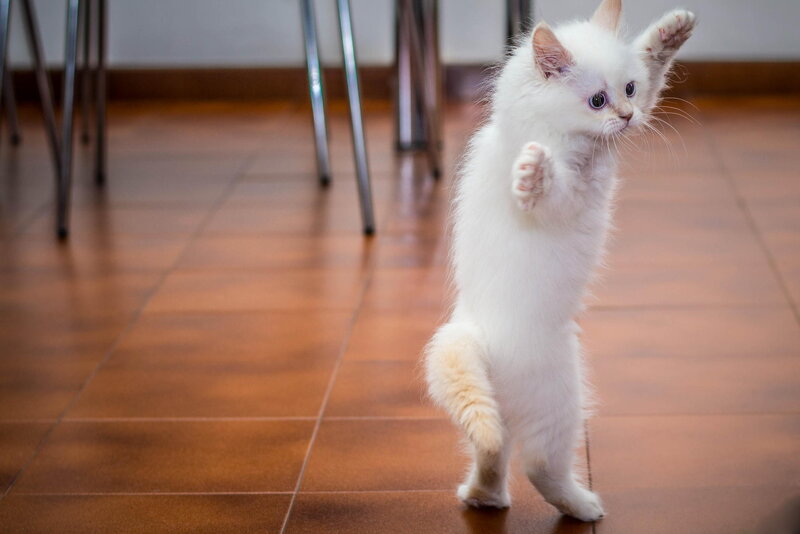 White Kitten Standing — Playful