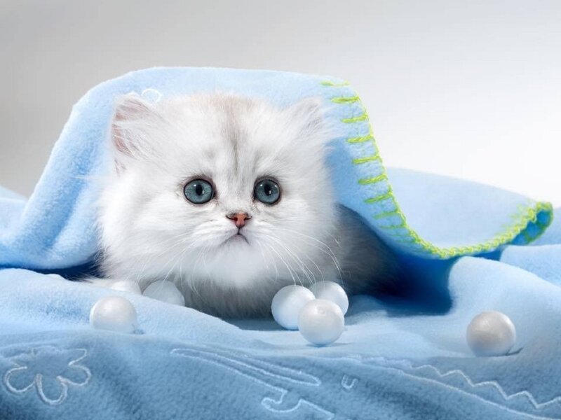 White Kitten under Blanket — Blue