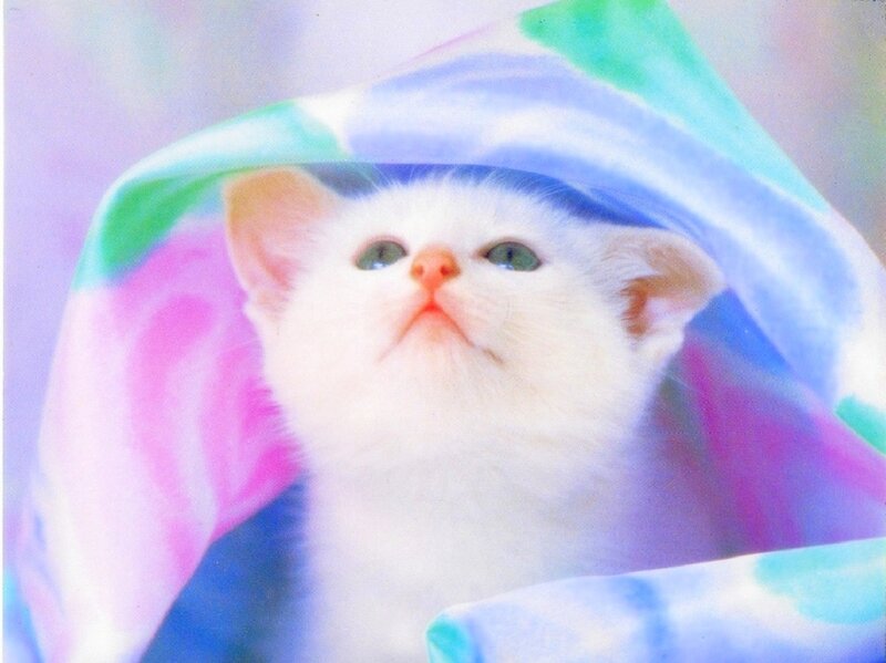 White Kitten under Blanket — Calm, Photograph