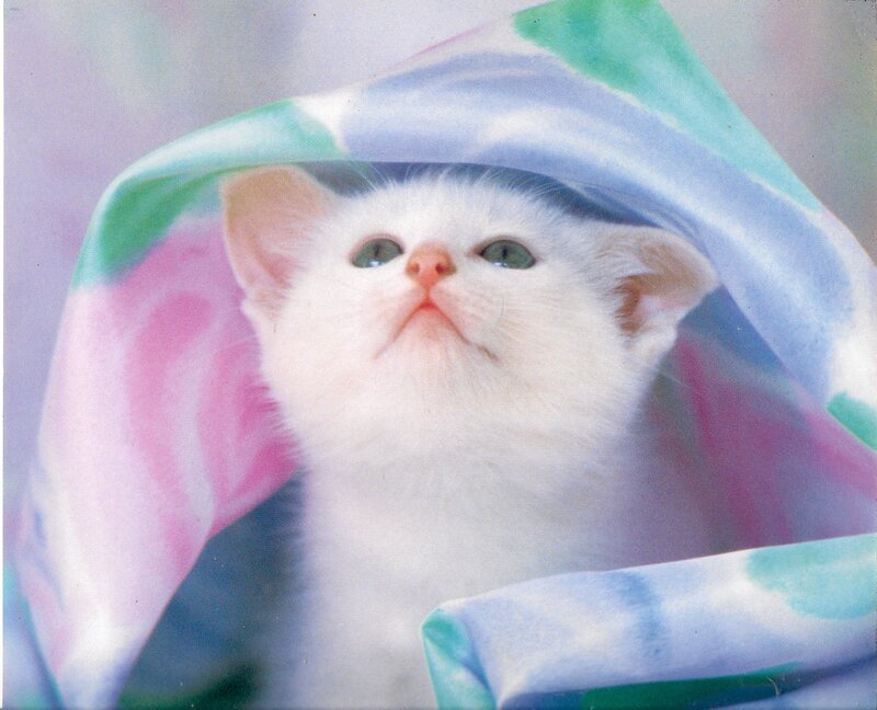 White Kitten under Blanket — Calm