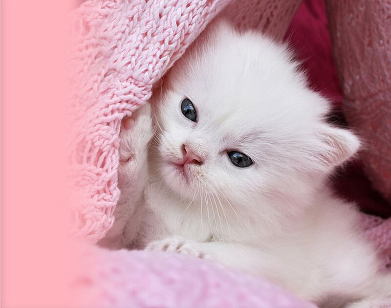 White Kitten under Blanket
