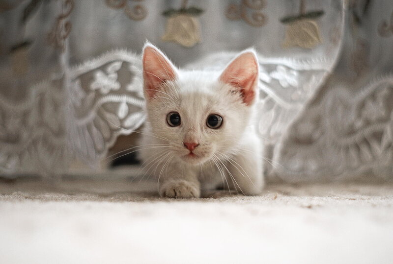 White Kitten under Curtain