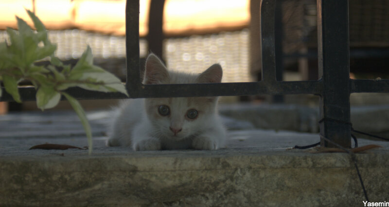 White Kitten under Fence