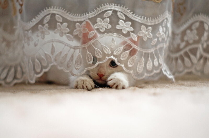 White Kitten under Lace