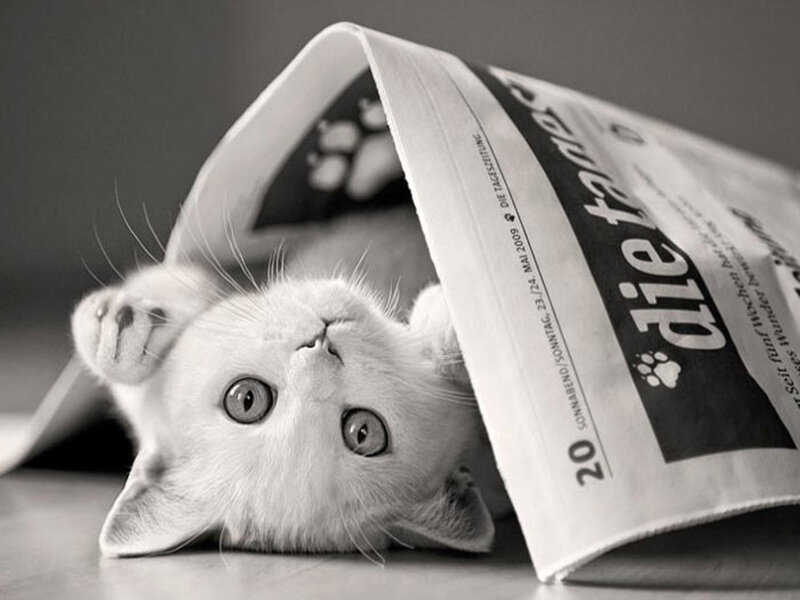 White Kitten under Newspaper — Black, Playful