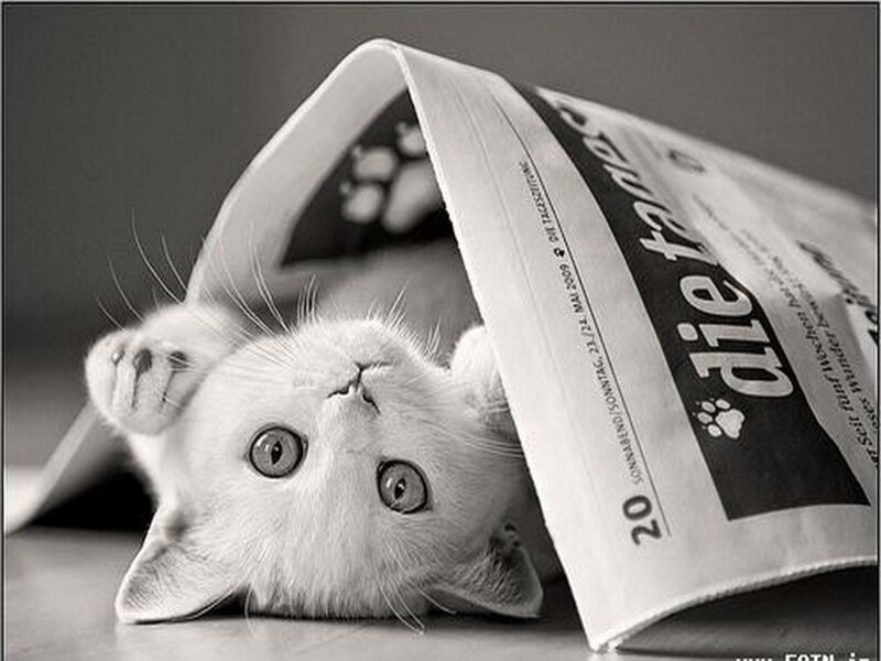 White Kitten under Newspaper — Black