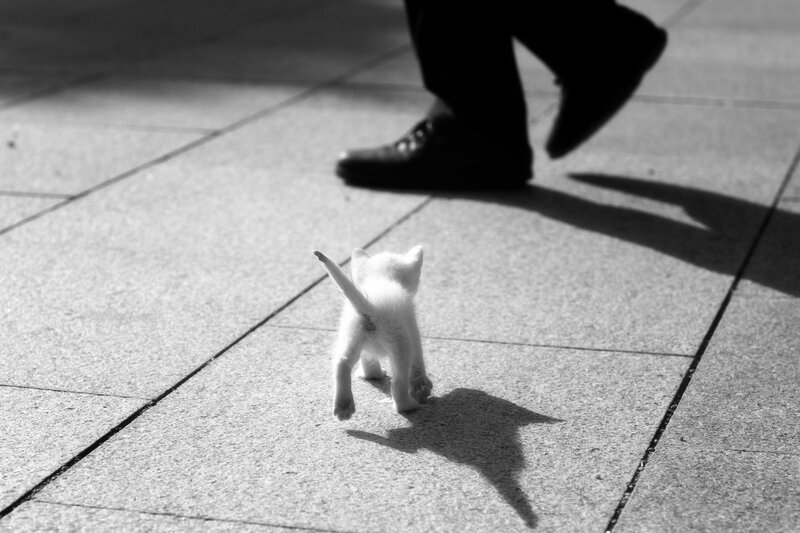 White Kitten Walking — Black