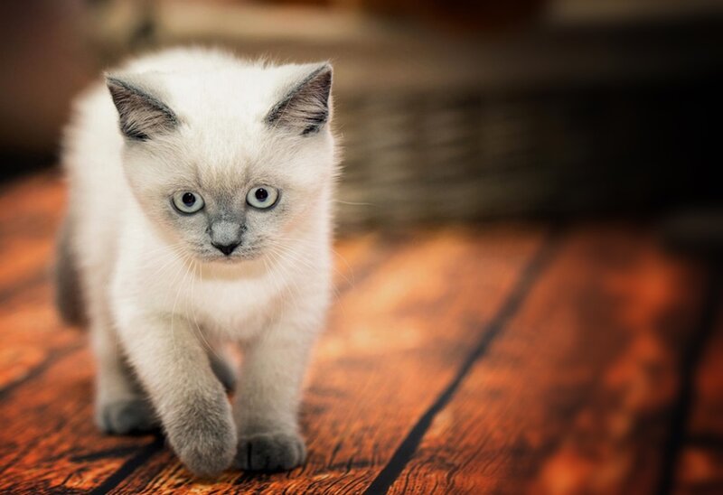White Kitten Walking — Calm, Photograph