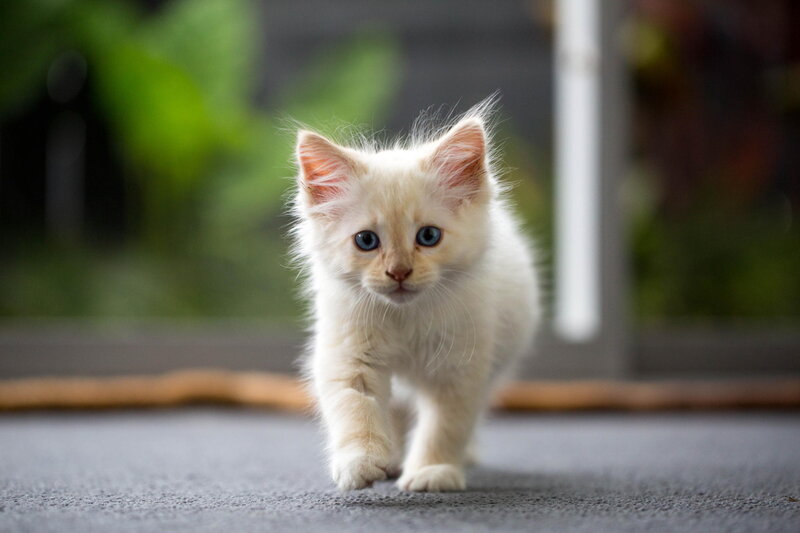 White Kitten Walking — Calm