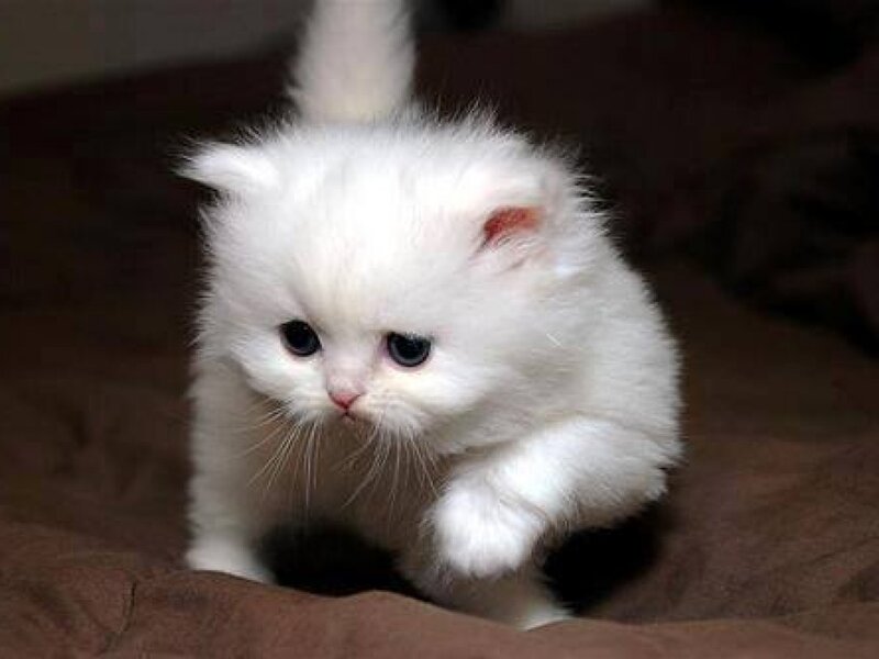 White Kitten Walking
