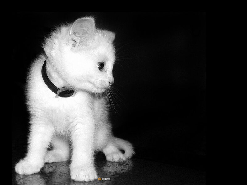 White Kitten Wearing Collar