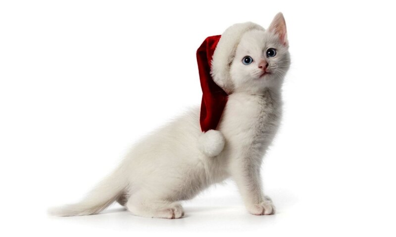 White Kitten Wearing Hat — Innocent, Photograph, Blue Eyes