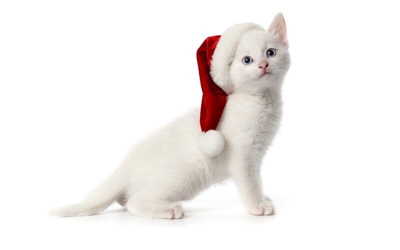 White Kitten Wearing Hat — Innocent, Photograph