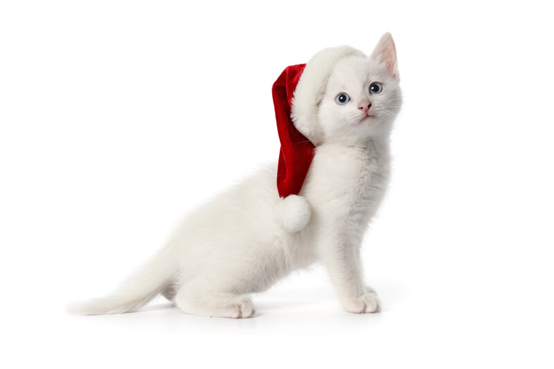 White Kitten Wearing Hat — Innocent