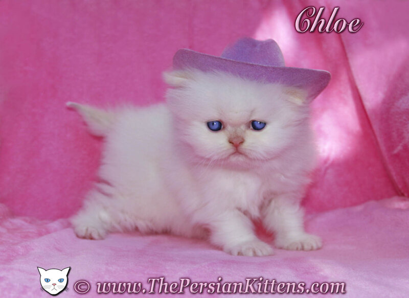White Kitten Wearing Hat