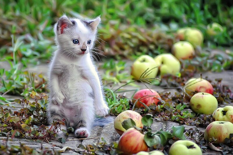 White Kitten with Apples
