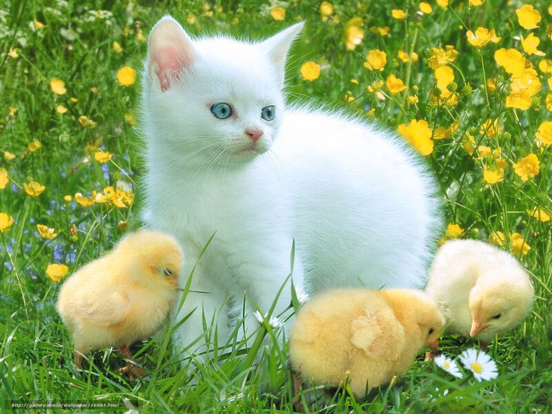 White kitten with baby chicks