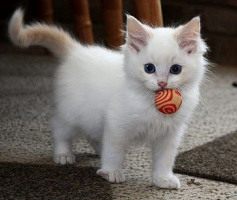White Kitten with Ball — Playful