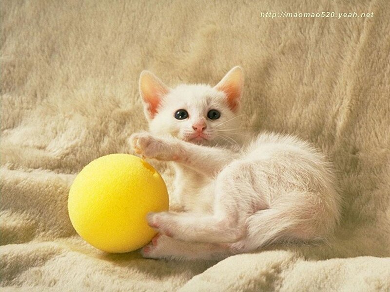 White Kitten with Ball