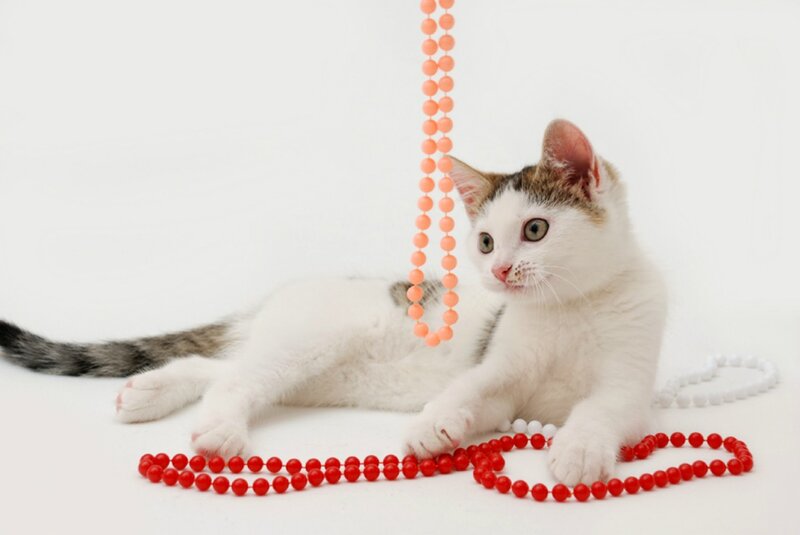 White Kitten with Beads