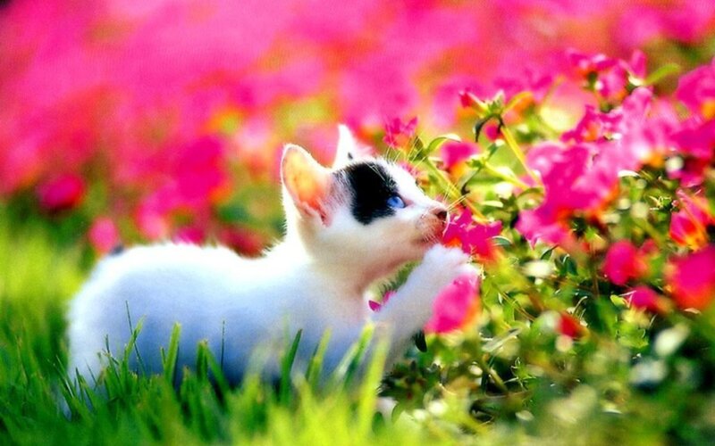 White Kitten with Black Patch — Pink