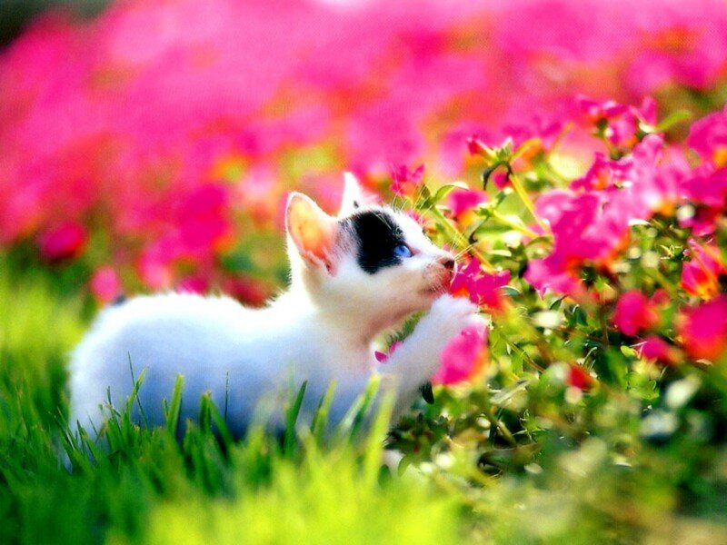 White Kitten with Black Patch