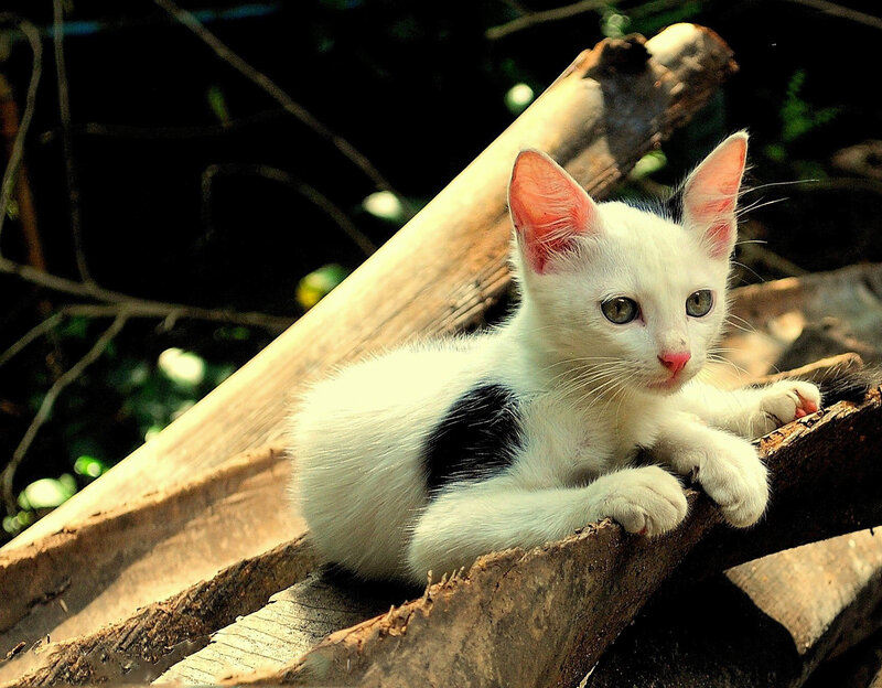 White Kitten with Black Spot