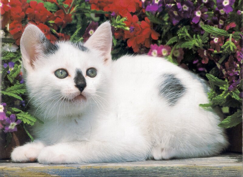 White Kitten with Black Spots — Calm