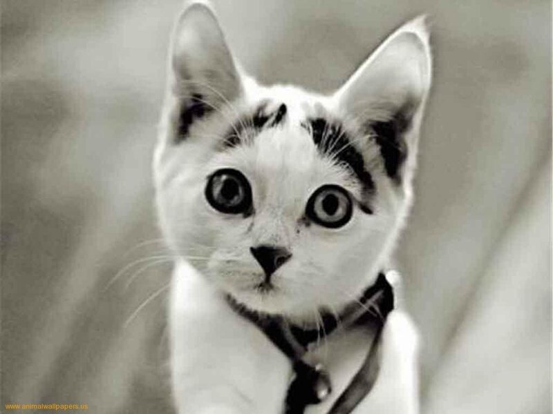 White Kitten with Black Spots
